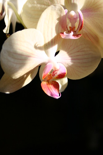 My mother's orchids