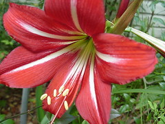 Amaryllis Lily