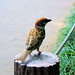 A bird in Kitanomaru Park