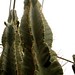cactus (10)