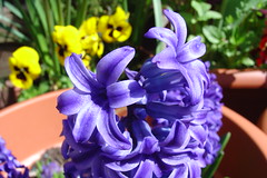 Purple hyacinth - Macro