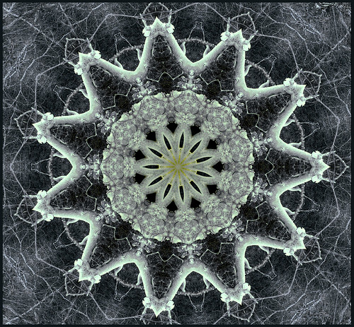mutant diatom