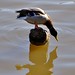 Balancing Duck
