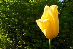 picture of a tulip