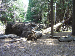 Yosemite - Fallen Tree