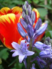 Blue bell and tulip