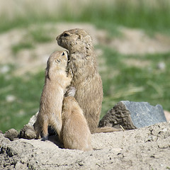 Prairie Dogs at the Detroit Zoo