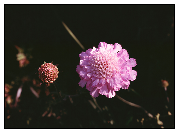 purple flower 1.jpg