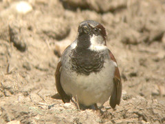 House Sparrow, Ponta da Erva (Portugal), 19-Apr-06