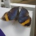 butterfly_onasign