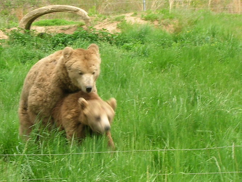 humping bears