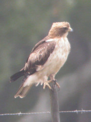 Booted Eagle, Pancas (Portugal), 20-Apr-06