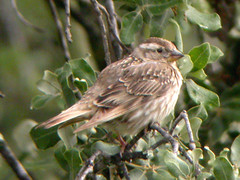 Rock Sparrow, E of Mourão (Spain), 23-Apr-06