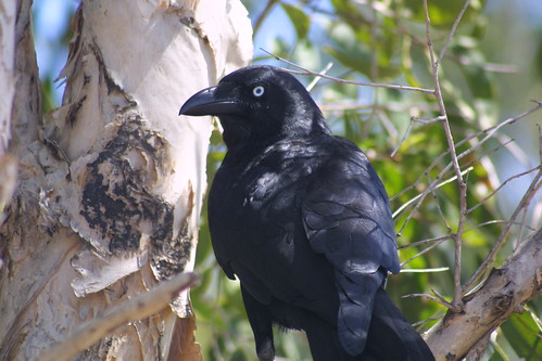 Crow  at Fogg dam