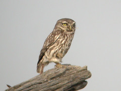 Little Owl, Mértola - Castro Verde (Portugal), 24-Apr-06