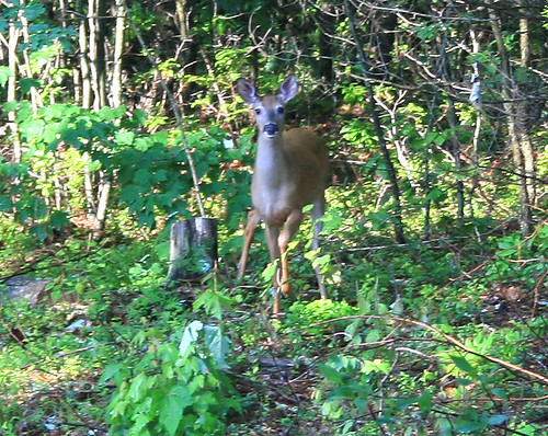 deer-1-jpg