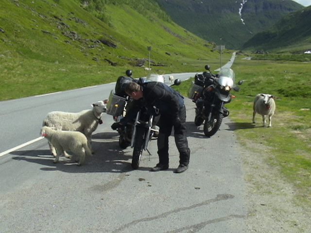 Sheep take an interest in the bikes, Norway