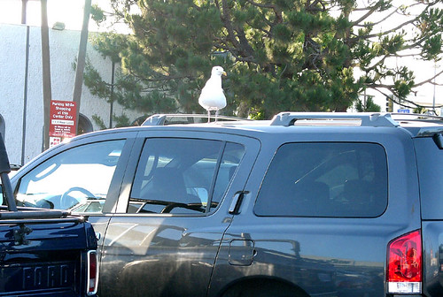 seagulls are the new pigeons.