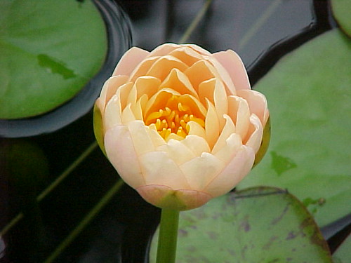 NAMEIT Water Lily - Park Seed Trials