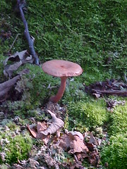 mushroom (July)