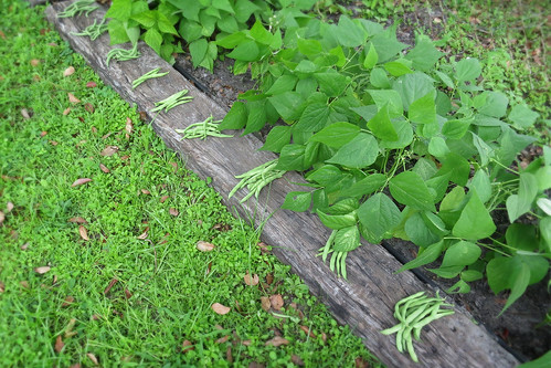 Home Grown Green Beans