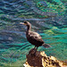 Ibiza - Cormoran - Cormorant - kormoran