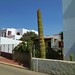 Ibiza - How about that for a cactus?!