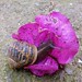 Ibiza - snail on bougainvillea flower