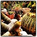 Ibiza - Cactus mediterráneos. #ibiza