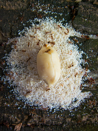 Ants processing a Peanut!