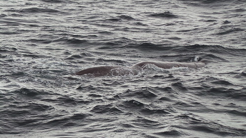 2013-0721 791 Andenes walvis 37 eerste duik