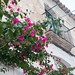 Ibiza - Old street in bloom