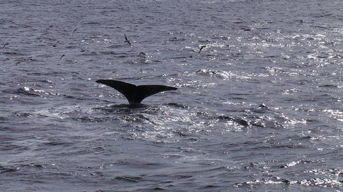 2013-0721 810 Andenes tweede duik walvis 37