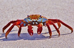 Sally Lightfoot Crab On Beach (grapsus grapsus), Galapagos