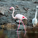 Ibiza - Flamencos - Flamingos