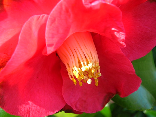 camellia with lurking bee