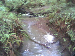 stream 3 Butano State Park.jpg