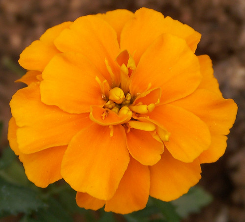 My Orange Marigold