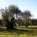 20051209 Friday Olive Tree Blogging