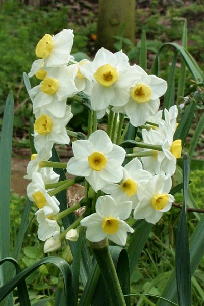 20060225-vs-8621 Jonquilh; Narciso - Narcissus cv.