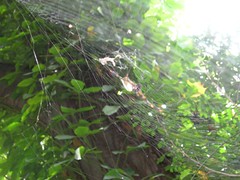 Jardiín Botanico - araña
