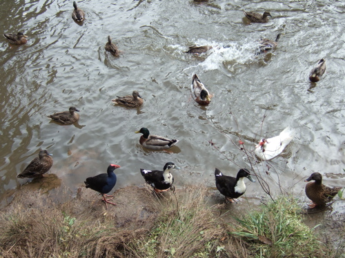 Ducks in NZ