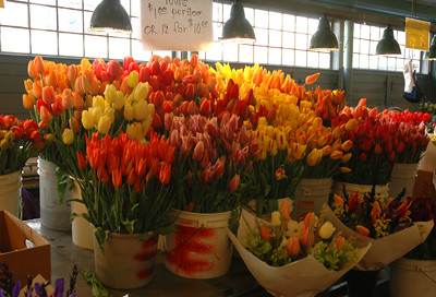 tulips4.jpg