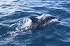 Dolphin of Coles Bay