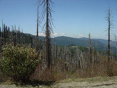 Yosemite - Burnt Forest