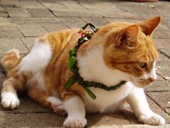 Serena the Cat wearing a lei