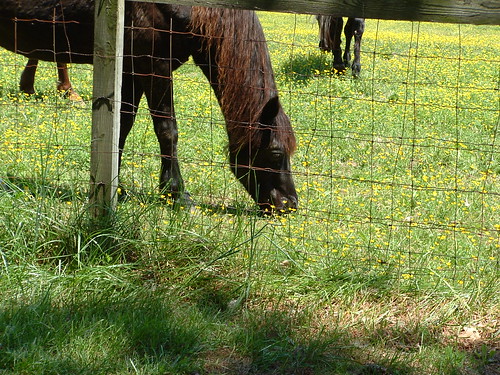 Neighbor Horses