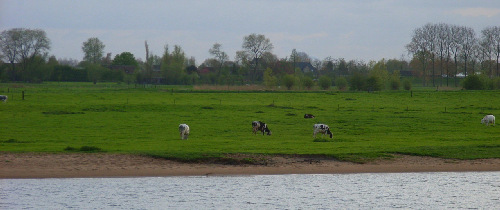 vacas-en-holanda