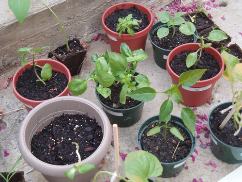Seedlings from Sweet Basil