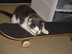 Cat and skateboard